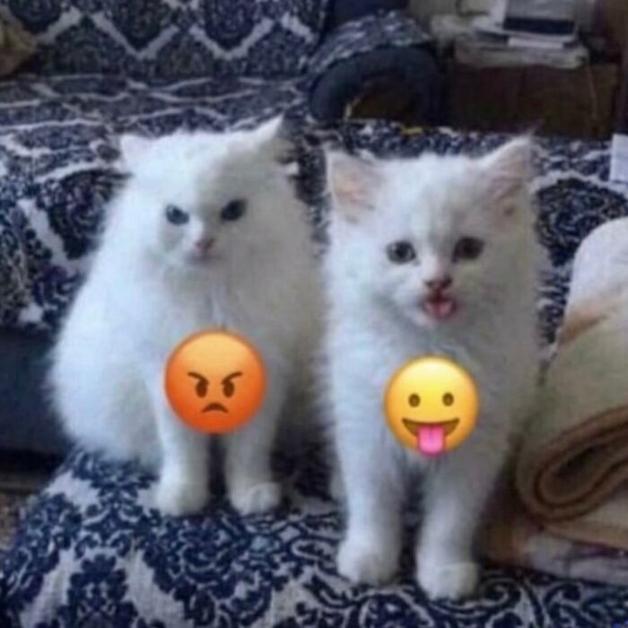 Wait Till You See These Hilarious Cat Memes That Will Totally Make Your Day!