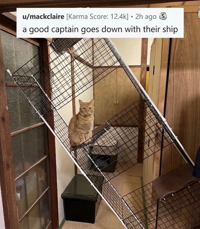 Wait Till You See These Hilarious Cat Memes That Will Totally Make Your Day!