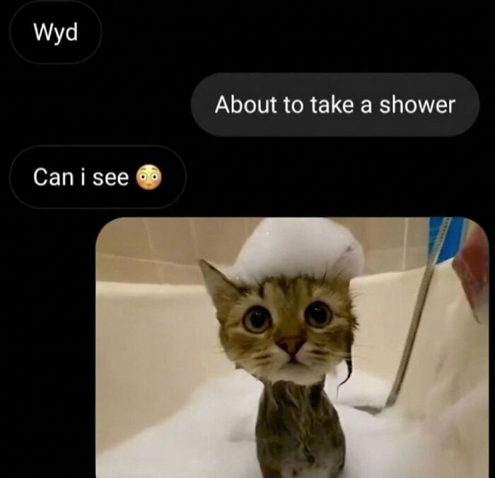 Wait Till You See These Hilarious Cat Memes That Will Totally Make Your Day!