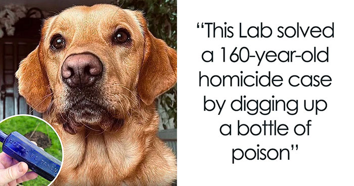 32 Doggo Tales That Totally Made Our Day (Get Ready to Smile!)