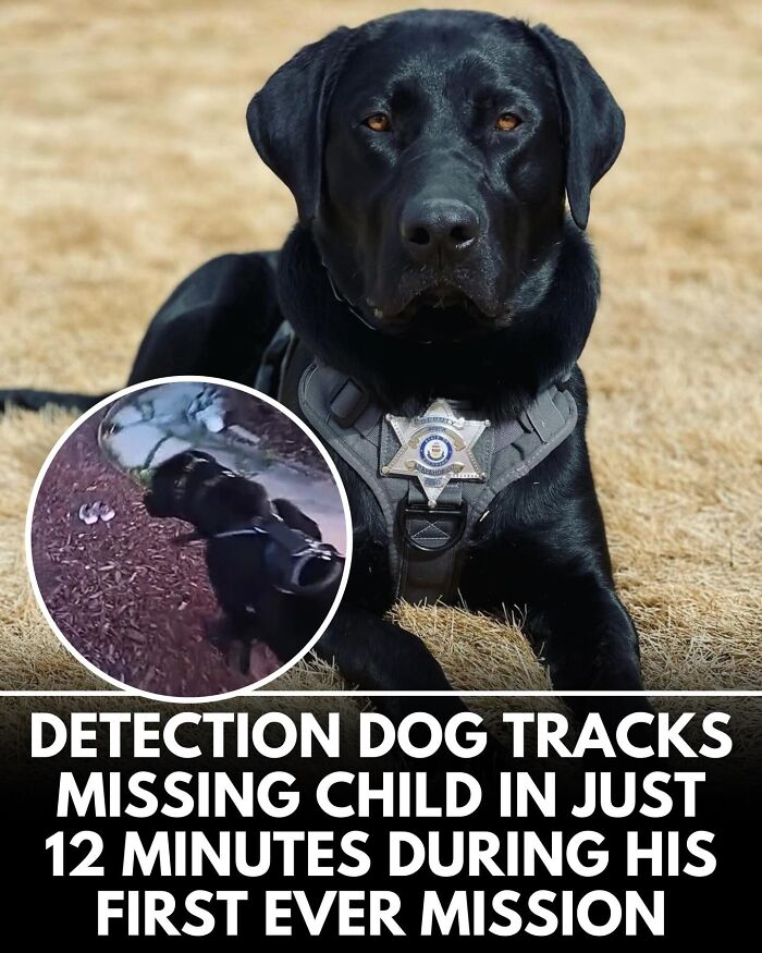 32 Doggo Tales That Totally Made Our Day (Get Ready to Smile!)