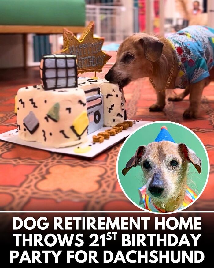 32 Doggo Tales That Totally Made Our Day (Get Ready to Smile!)