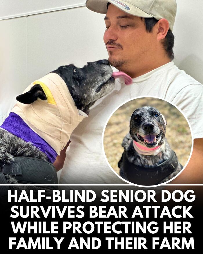 32 Doggo Tales That Totally Made Our Day (Get Ready to Smile!)