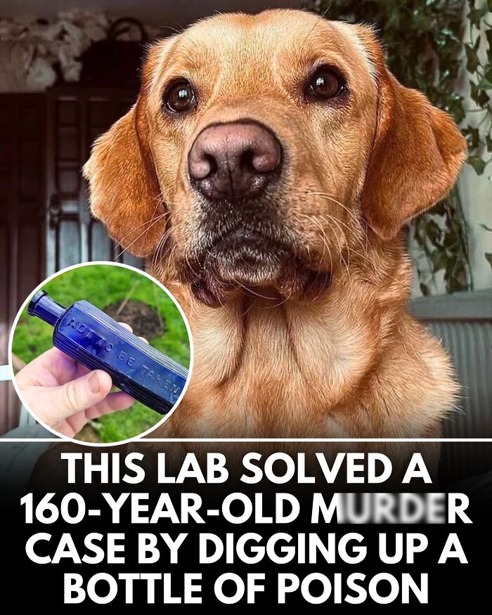 32 Doggo Tales That Totally Made Our Day (Get Ready to Smile!)