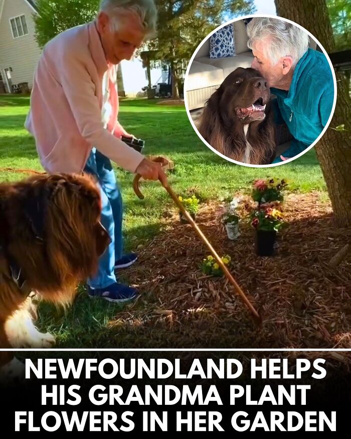32 Doggo Tales That Totally Made Our Day (Get Ready to Smile!)