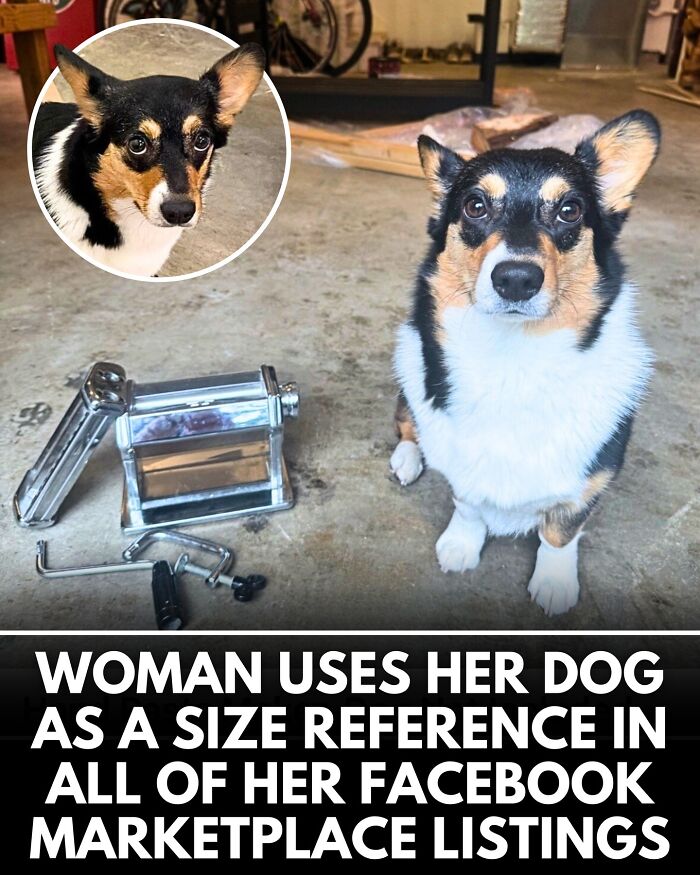 32 Doggo Tales That Totally Made Our Day (Get Ready to Smile!)