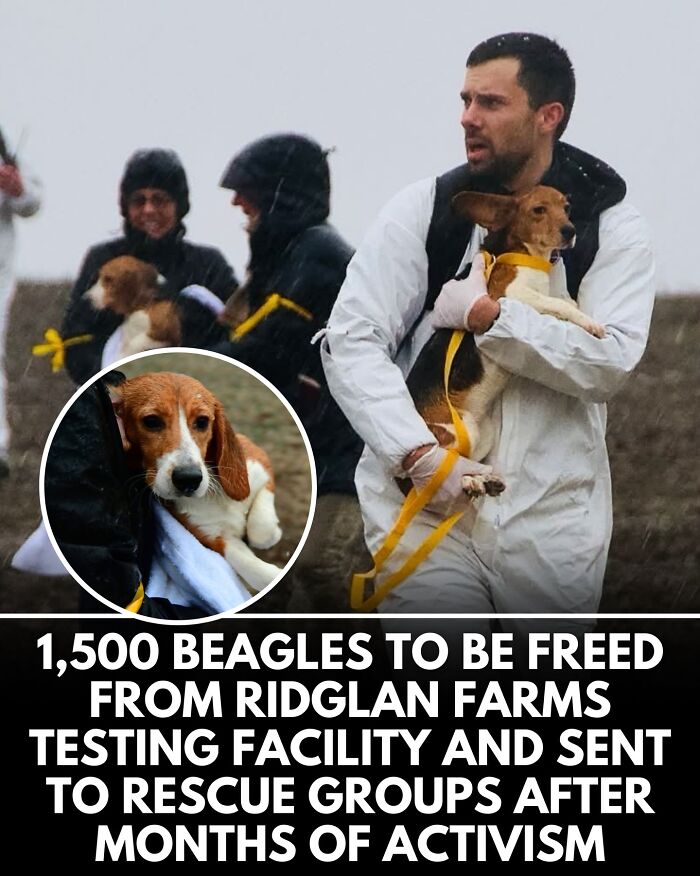 32 Doggo Tales That Totally Made Our Day (Get Ready to Smile!)