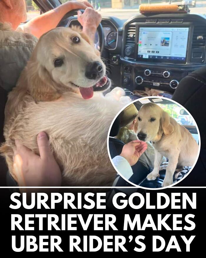32 Doggo Tales That Totally Made Our Day (Get Ready to Smile!)