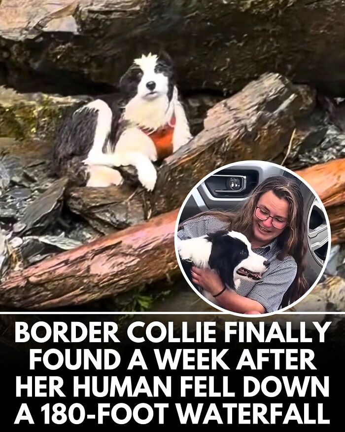 32 Doggo Tales That Totally Made Our Day (Get Ready to Smile!)