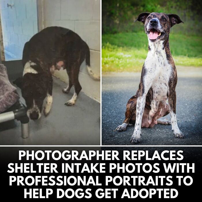 32 Doggo Tales That Totally Made Our Day (Get Ready to Smile!)