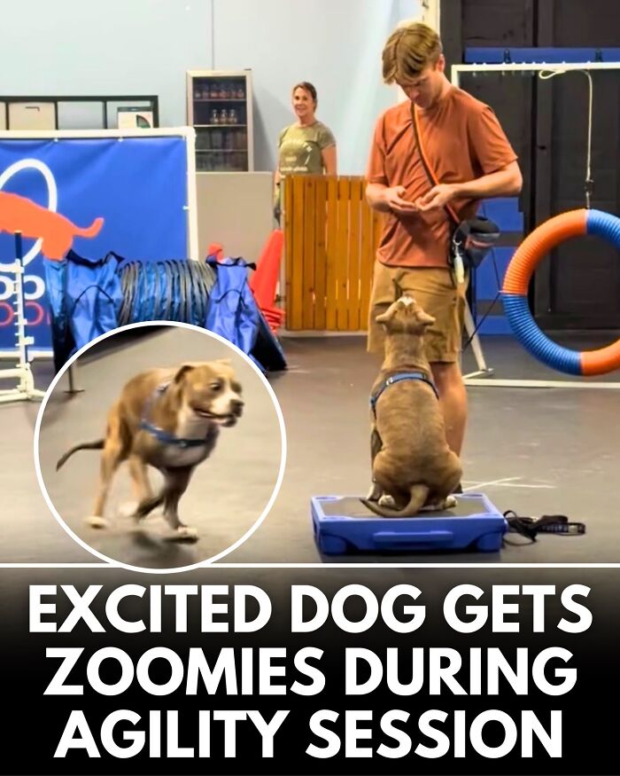 32 Doggo Tales That Totally Made Our Day (Get Ready to Smile!)