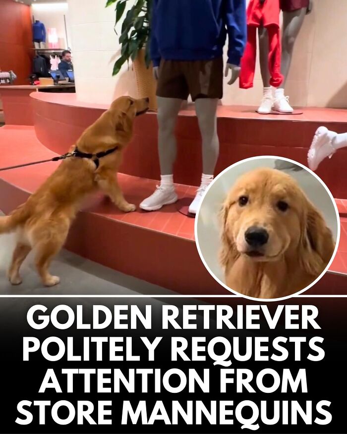 32 Doggo Tales That Totally Made Our Day (Get Ready to Smile!)