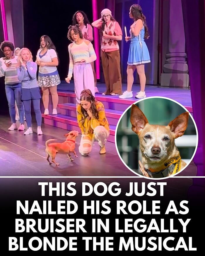 32 Doggo Tales That Totally Made Our Day (Get Ready to Smile!)
