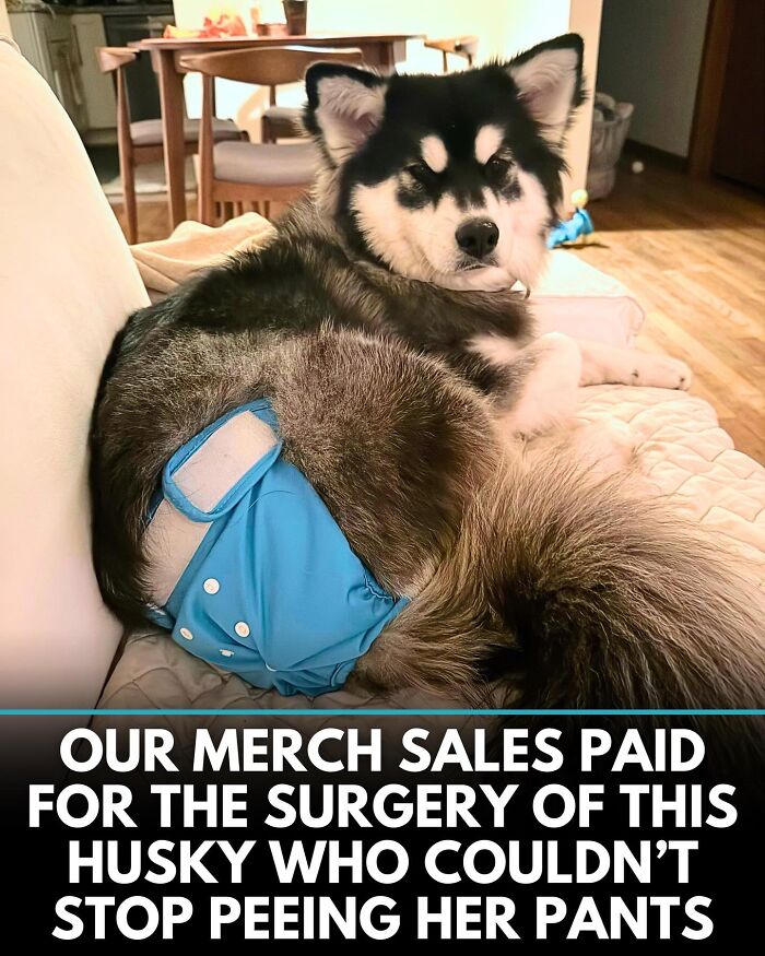 32 Doggo Tales That Totally Made Our Day (Get Ready to Smile!)