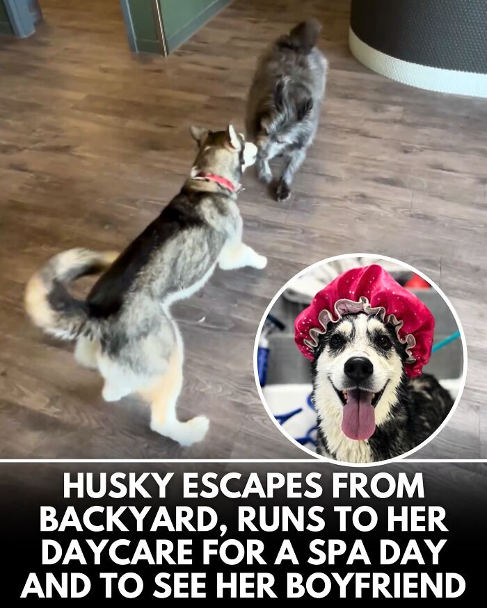32 Doggo Tales That Totally Made Our Day (Get Ready to Smile!)
