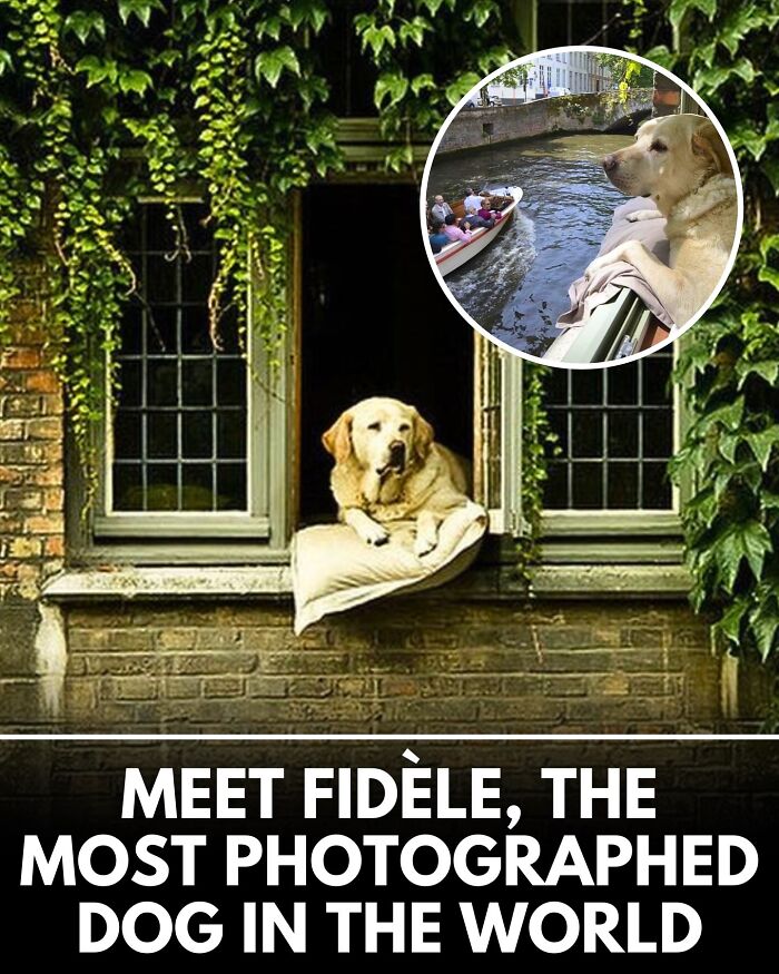 32 Doggo Tales That Totally Made Our Day (Get Ready to Smile!)