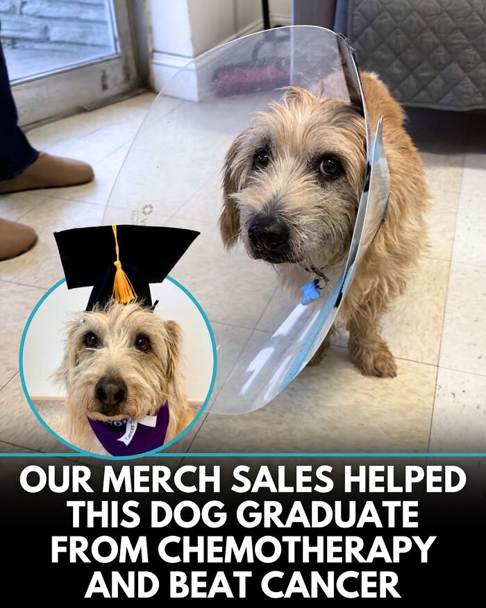 32 Doggo Tales That Totally Made Our Day (Get Ready to Smile!)