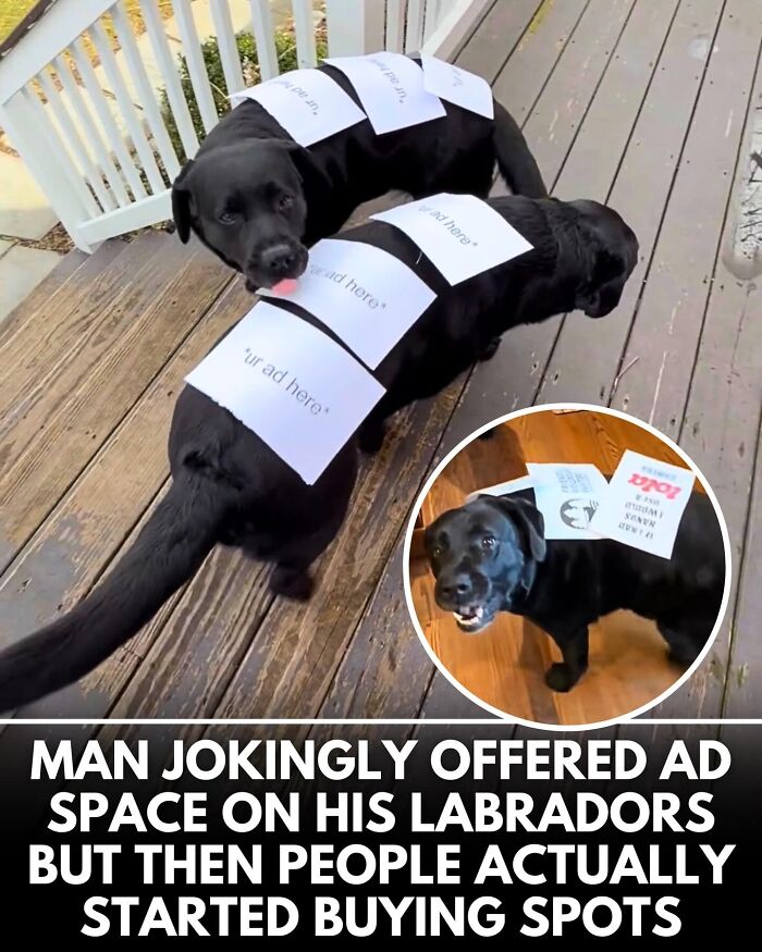 32 Doggo Tales That Totally Made Our Day (Get Ready to Smile!)