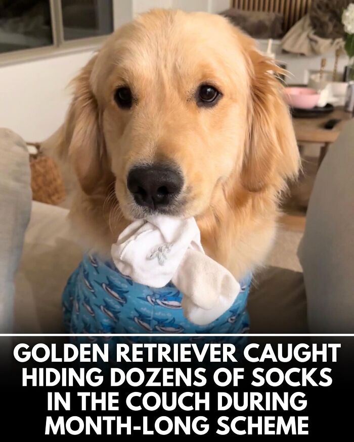 32 Doggo Tales That Totally Made Our Day (Get Ready to Smile!)