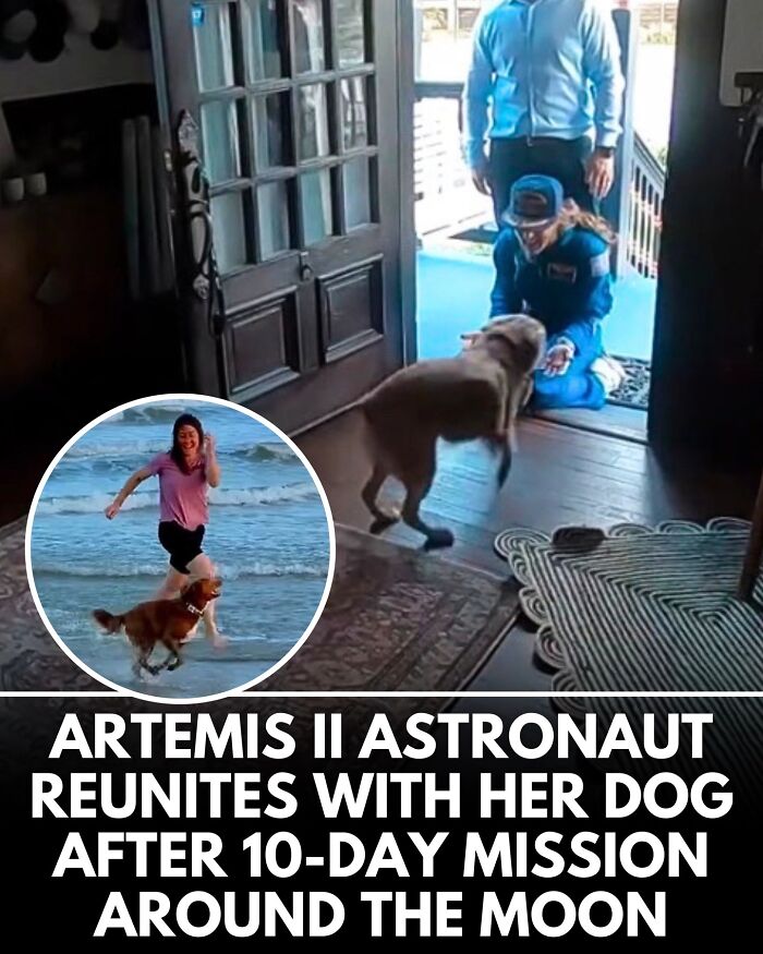32 Doggo Tales That Totally Made Our Day (Get Ready to Smile!)