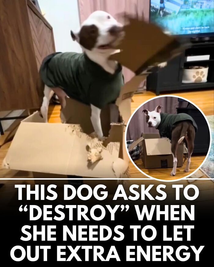 32 Doggo Tales That Totally Made Our Day (Get Ready to Smile!)