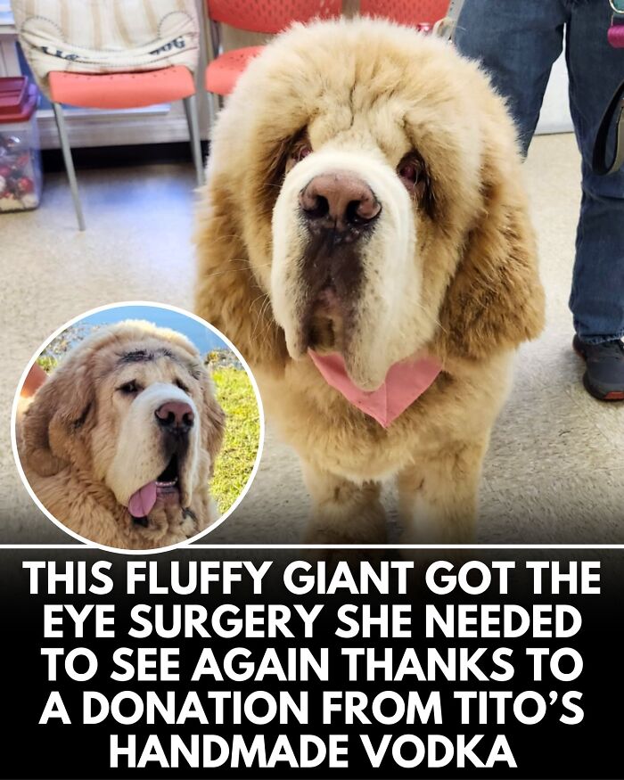 32 Doggo Tales That Totally Made Our Day (Get Ready to Smile!)