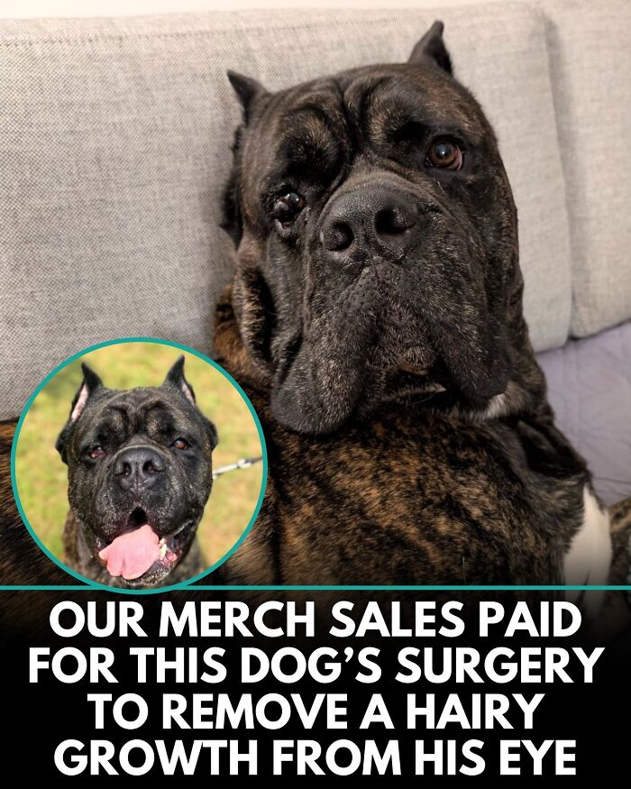 32 Doggo Tales That Totally Made Our Day (Get Ready to Smile!)