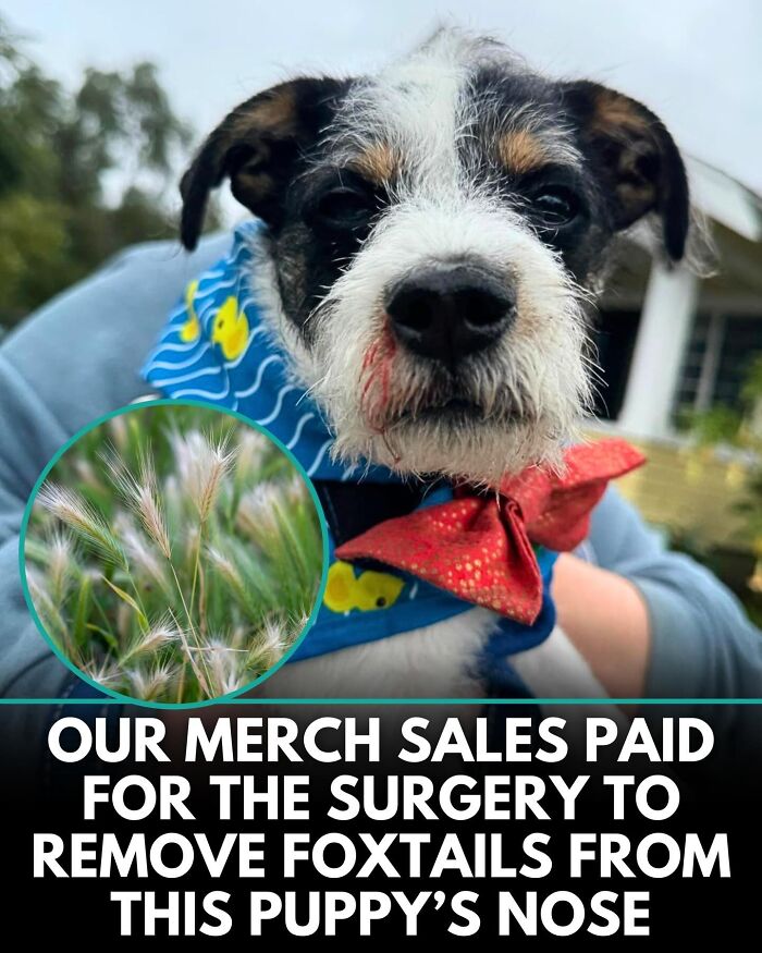 32 Doggo Tales That Totally Made Our Day (Get Ready to Smile!)