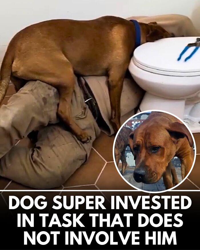 32 Doggo Tales That Totally Made Our Day (Get Ready to Smile!)