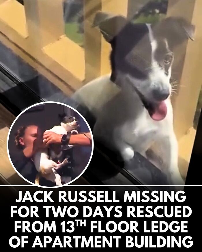 32 Doggo Tales That Totally Made Our Day (Get Ready to Smile!)