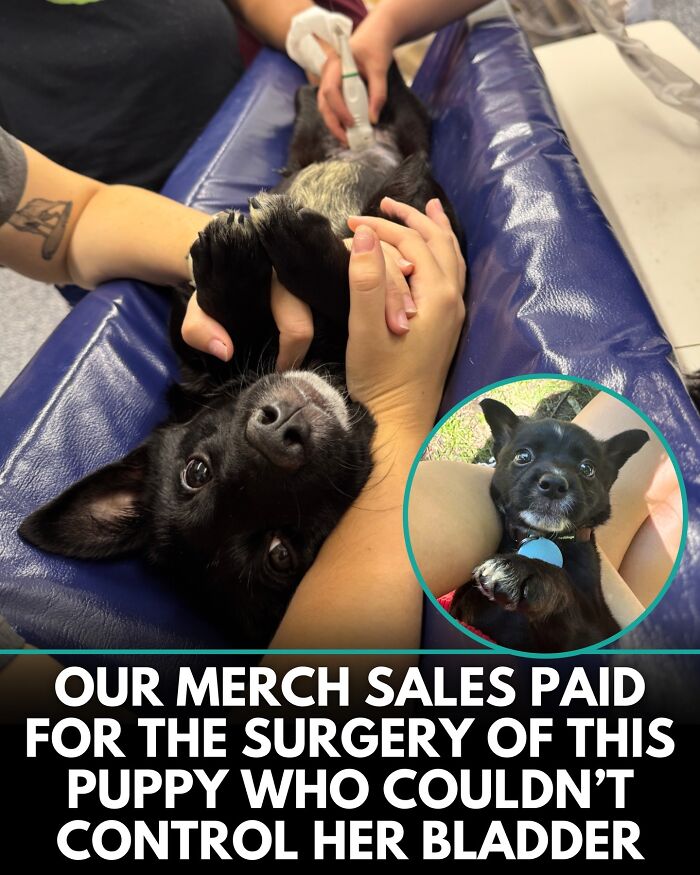 32 Doggo Tales That Totally Made Our Day (Get Ready to Smile!)