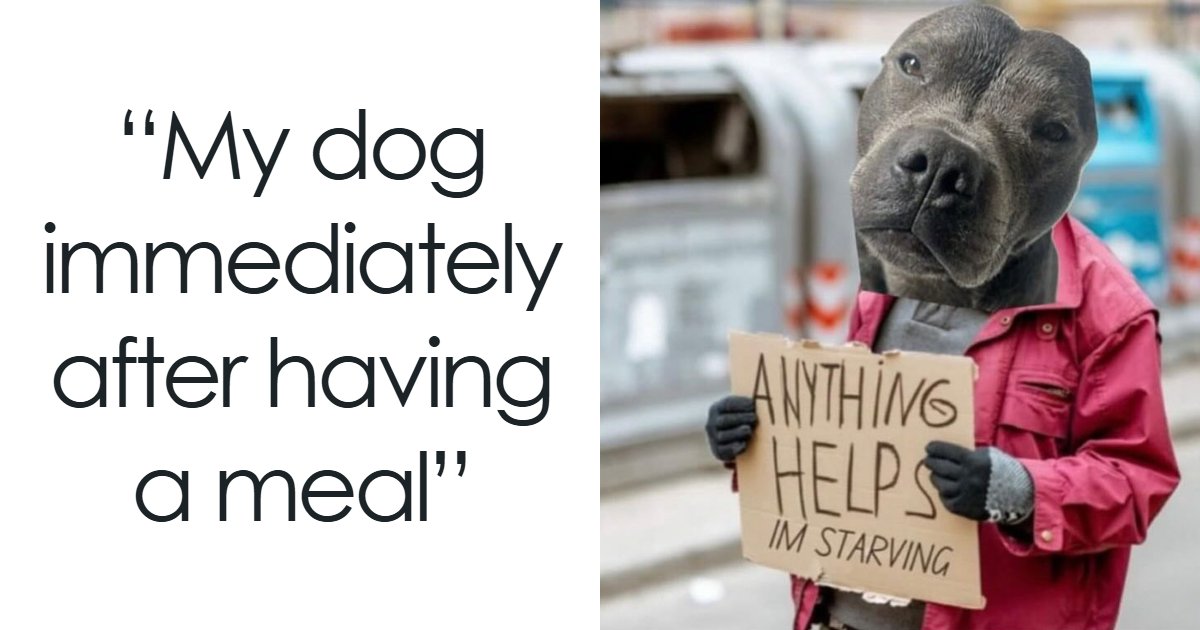 The Dog Memes That Nail Every Weird, Cute, and Totally Random Thing Dogs Do