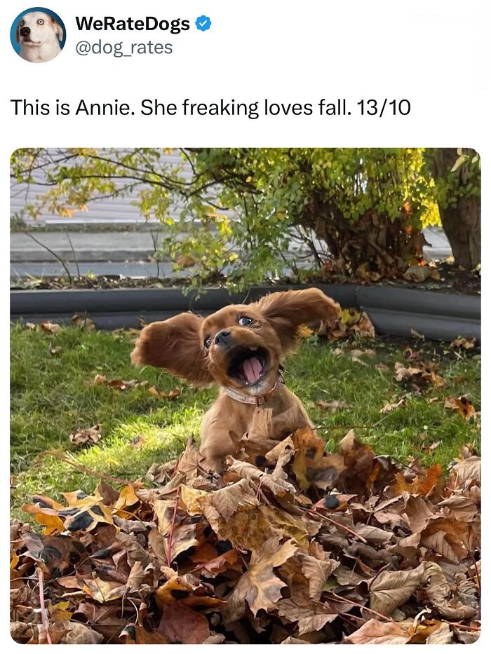 The Dog Memes That Nail Every Weird, Cute, and Totally Random Thing Dogs Do