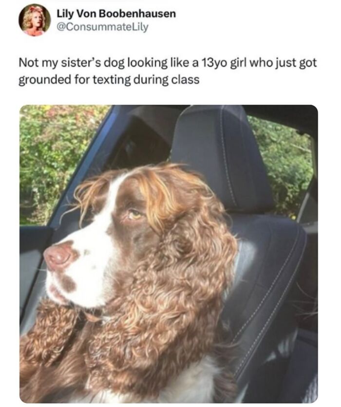 The Dog Memes That Nail Every Weird, Cute, and Totally Random Thing Dogs Do