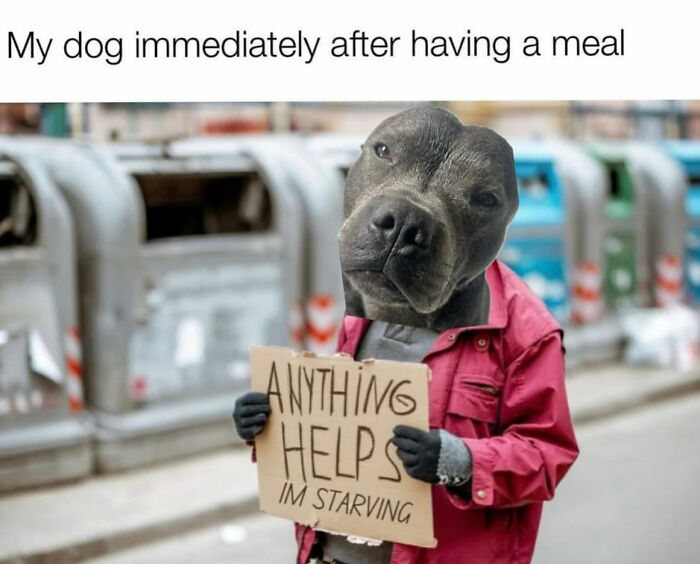 The Dog Memes That Nail Every Weird, Cute, and Totally Random Thing Dogs Do