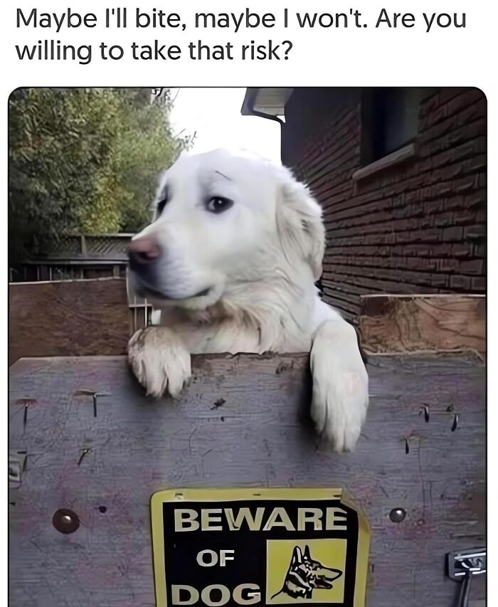 The Dog Memes That Nail Every Weird, Cute, and Totally Random Thing Dogs Do