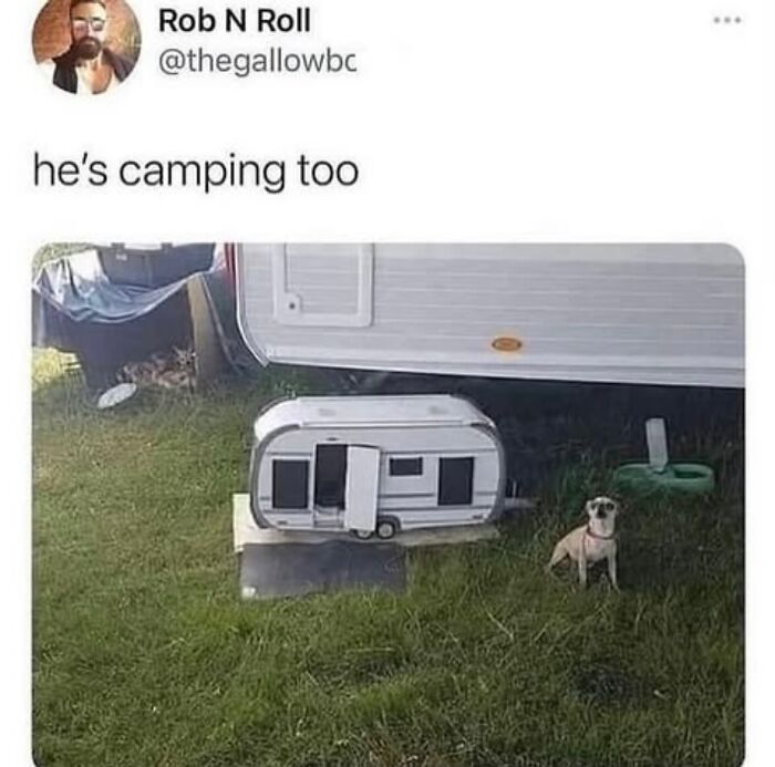 The Dog Memes That Nail Every Weird, Cute, and Totally Random Thing Dogs Do