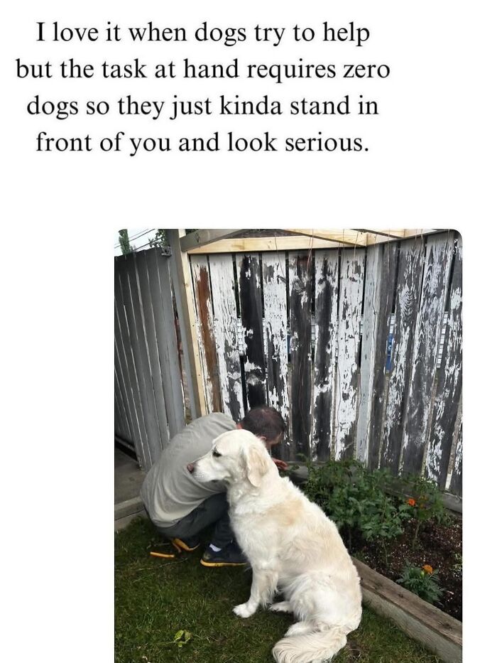 The Dog Memes That Nail Every Weird, Cute, and Totally Random Thing Dogs Do