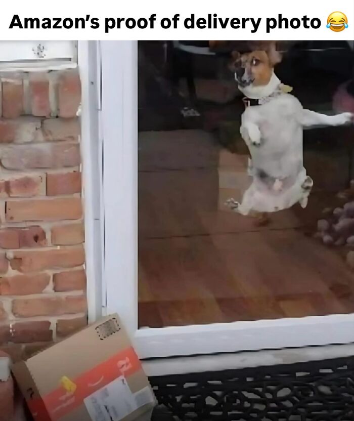 The Dog Memes That Nail Every Weird, Cute, and Totally Random Thing Dogs Do