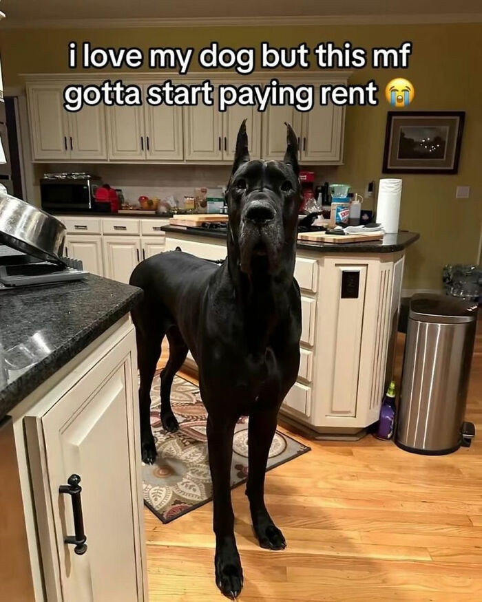 The Dog Memes That Nail Every Weird, Cute, and Totally Random Thing Dogs Do