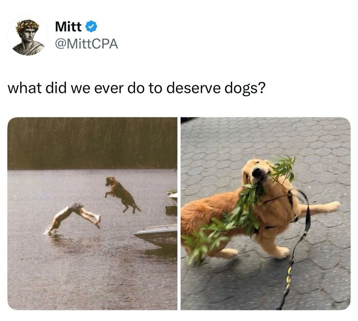 The Dog Memes That Nail Every Weird, Cute, and Totally Random Thing Dogs Do