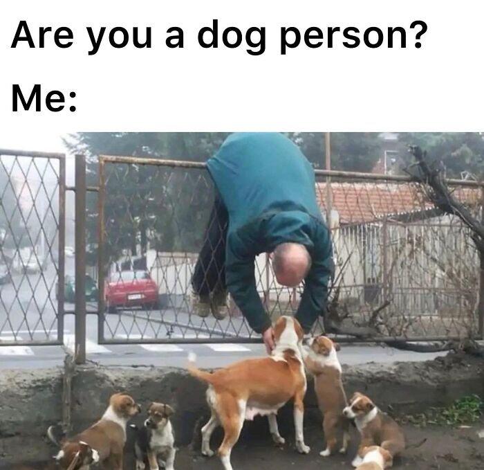 The Dog Memes That Nail Every Weird, Cute, and Totally Random Thing Dogs Do