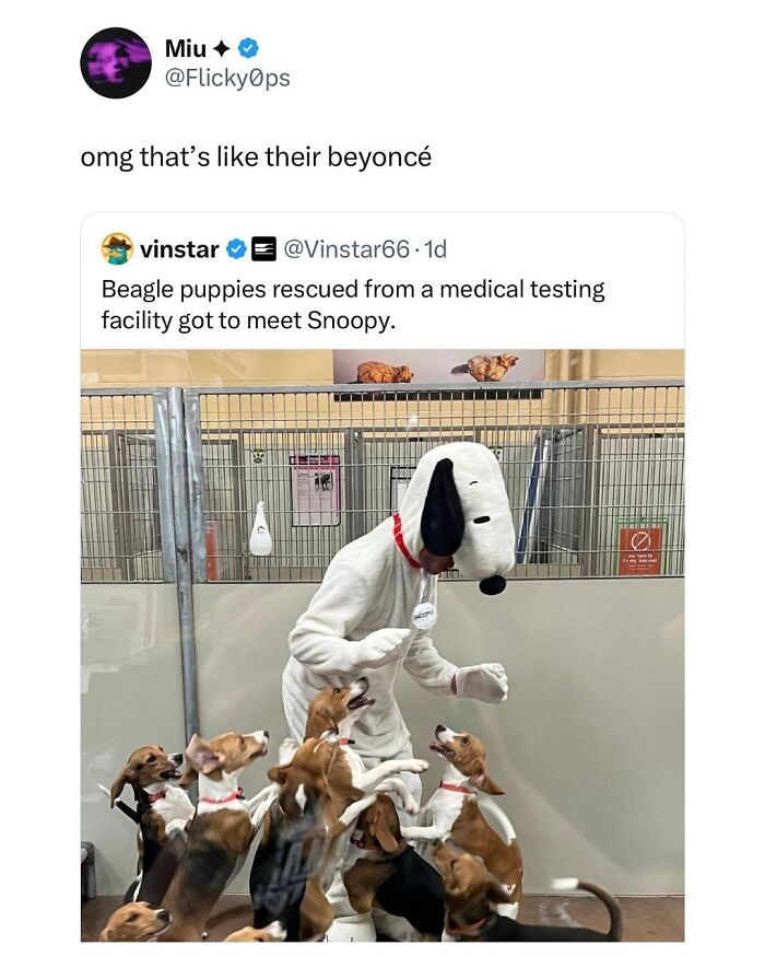 The Dog Memes That Nail Every Weird, Cute, and Totally Random Thing Dogs Do
