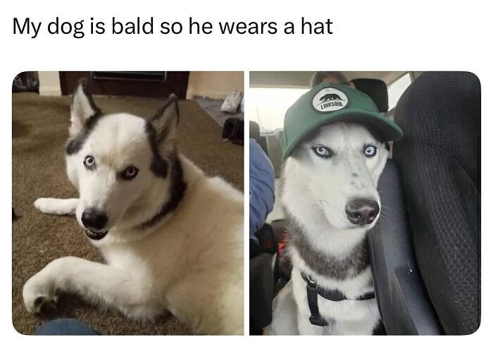 The Dog Memes That Nail Every Weird, Cute, and Totally Random Thing Dogs Do