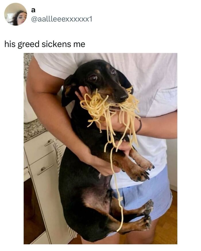The Dog Memes That Nail Every Weird, Cute, and Totally Random Thing Dogs Do