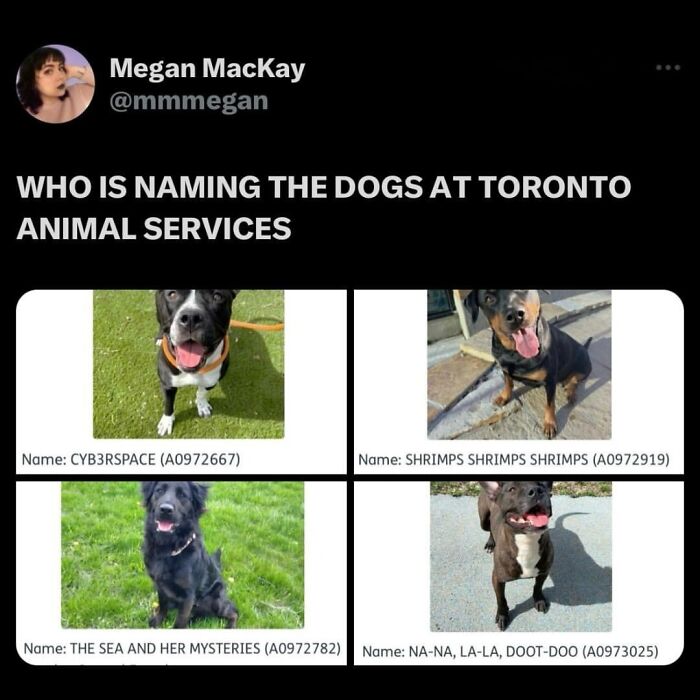 The Dog Memes That Nail Every Weird, Cute, and Totally Random Thing Dogs Do