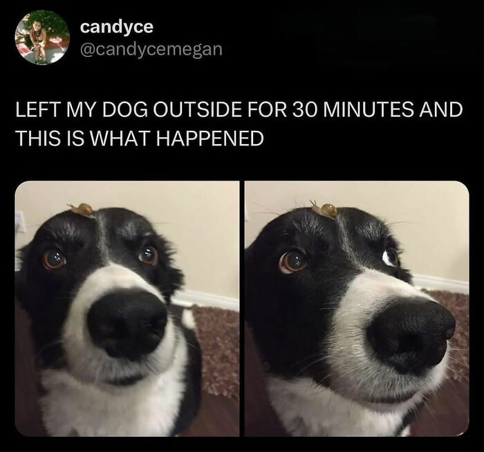 The Dog Memes That Nail Every Weird, Cute, and Totally Random Thing Dogs Do