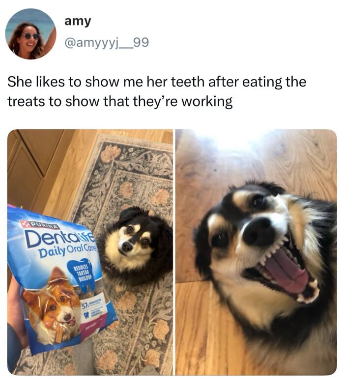 The Dog Memes That Nail Every Weird, Cute, and Totally Random Thing Dogs Do