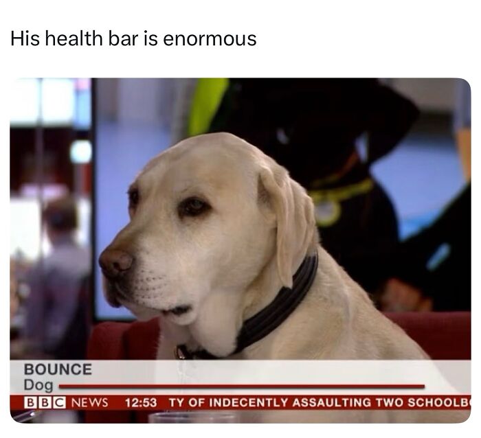 The Dog Memes That Nail Every Weird, Cute, and Totally Random Thing Dogs Do