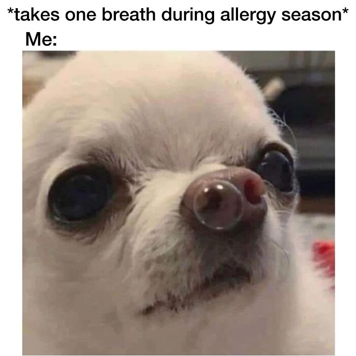 The Dog Memes That Nail Every Weird, Cute, and Totally Random Thing Dogs Do